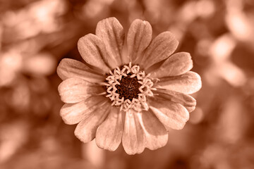 Beautiful flower close-up in a summer garden. Trendy color of year 2024 - Peach Fuzz.