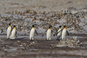 Group of King Penguins (Aptenodytes patagonicus) walking along a sandy beach at Volunteer Point in...