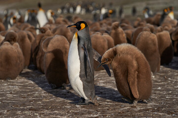 Adult King Penguin (Aptenodytes patagonicus) standing amongst a large group of nearly fully grown...