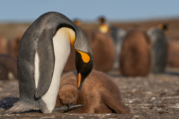 Adult King Penguin (Aptenodytes patagonicus) preening its nearly fully grown and hungry chick at Volunteer Point in the Falkland Islands.