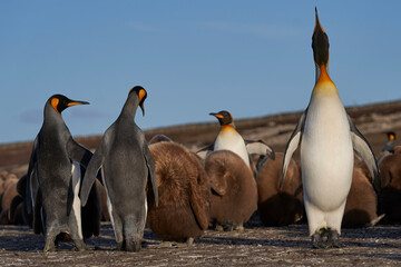 Adult King Penguin (Aptenodytes patagonicus) standing amongst a large group of nearly fully grown chicks at Volunteer Point in the Falkland Islands.