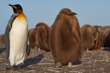 Adult King Penguin (Aptenodytes patagonicus) standing amongst a large group of nearly fully grown chicks at Volunteer Point in the Falkland Islands. © JeremyRichards