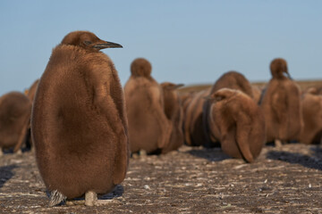 Young King Penguin (Aptenodytes patagonicus) covered in brown fluffy down at Volunteer Point in the...