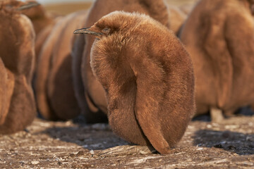 Young King Penguin (Aptenodytes patagonicus) covered in brown fluffy down at Volunteer Point in the...