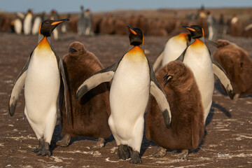 Adult King Penguin (Aptenodytes patagonicus) standing amongst a large group of nearly fully grown...