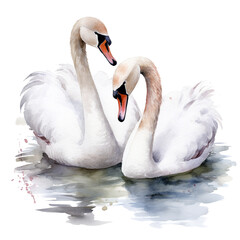 Fototapeta premium two swans on the water