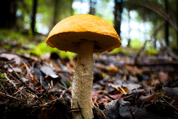 Fototapeta premium orange cap boletus