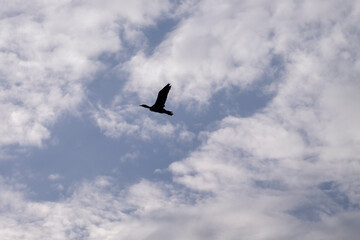 An isolated cormorant in flight high in sky against white cumulus cloud.