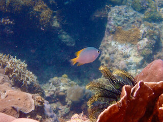 Tropical fish among corals. A small fish swims among a coral reef underwater.