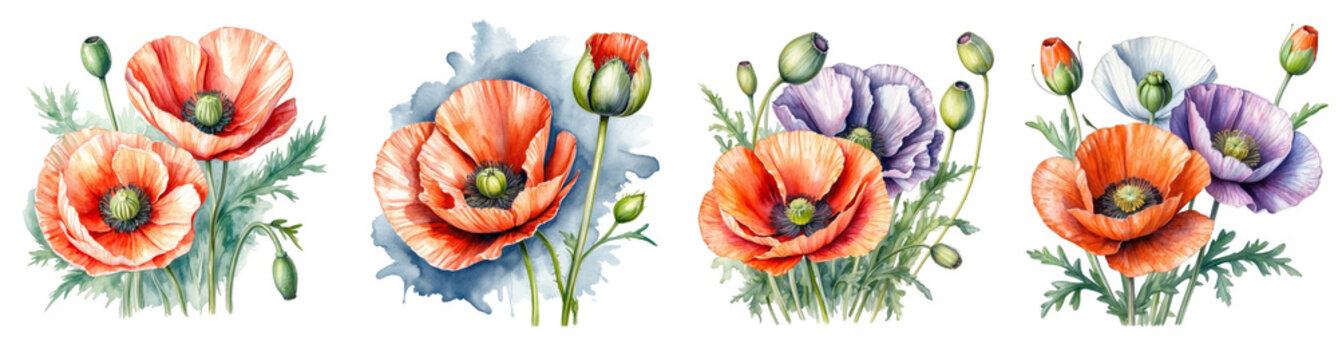 Set of Watercolor Poppies flowers Clipart on transparent background