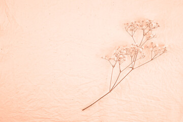 Delicate branch of gypsophila on a solid background. Flat lay, place for text. Trendy color of year...