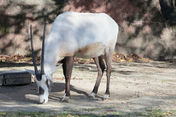アラビアオリックス