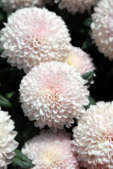 Macro image of pink pompom Chrysanthemum blooms, Singapore
