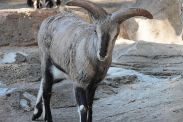 スーチョワンバーラル