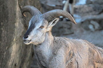 スーチョワンバーラル