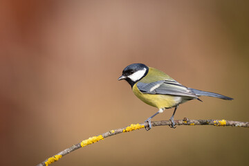 Colorful great tit ( Parus major ) perched on a tree trunk, photographed in horizontal, autumn time, amazing background