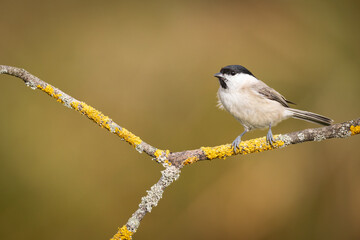 Bird - Marsh tit Poecile palustris perched on branch, winter time Poland Europe