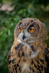 Eagle owl in the forest a portrait