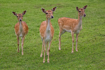 Fallow deers in a clearing
