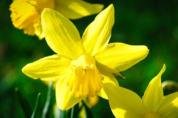 Fototapeta na wymiar Daffodils at Easter time on a meadow. Yellow white flowers shine against the green grass.