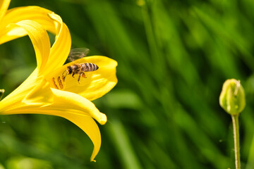 Honey bee collecting nectar in flight on a yellow lily flower. Busy insect. - obrazy, fototapety, plakaty