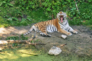 siberian tiger yawning lying relaxed on a meadow. powerful predatory cat. - Powered by Adobe