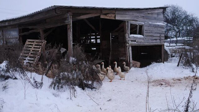 goose farm in russia ural siberia belarus ukraine in winter 4k