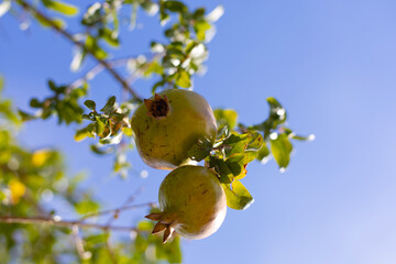 Pomegranates on a tree against a blue sky