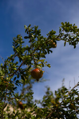 Pomegranates on a tree against a blue sky