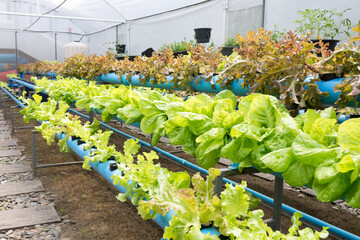 Organic hydroponic vegetable cultivation farm