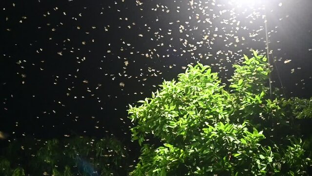 a group of moths or flying termites or alates (Macrotermes gilvus) flying around the light of a street lamp.