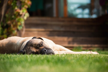Large dog sleeping in grass in front of house entrance. Cane corso dog is resting on back yard on...