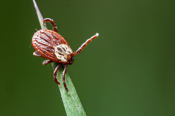 Tick sitting on the green grass waiting for his victim in spring outdoors