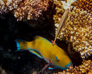 Fototapeta na wymiar Blunt -Head Parrotfish ( CHLORURUS MICRHINOS ) photographed while snorkeling in the red sea.