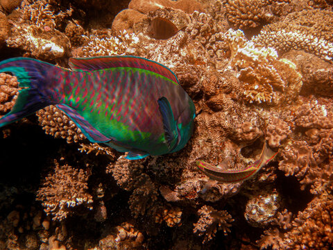 Common Parrotfish ( SCARUS PSTITTACUS )  photograhed while snorkeling in the red sea.