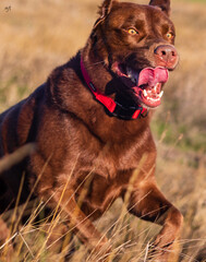 Perro labrador chocolate jugando en el campo.