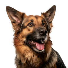 Portrait of funny German shepherd dog with brown and black fur isolated on white background