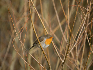 Rotkehlchen (Erithacus rubecula)  