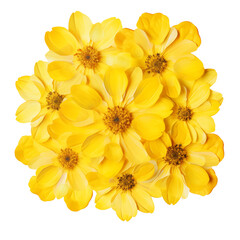 yellow flowers transparent background