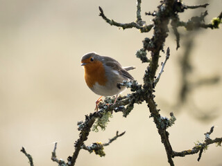 Rotkehlchen (Erithacus rubecula)  
