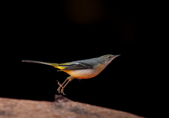 Gebirgsstelze (Motacilla cinerea)