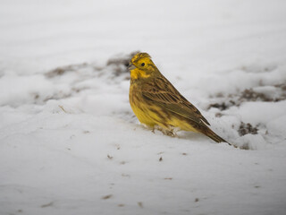 Goldammer (Emberiza citrinella)
