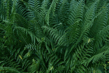 Beautiful tropical fern background with young green fern leaves. Dark and moody feel. Selective...