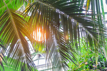 close up of palm leaves. Tropical forest in green house