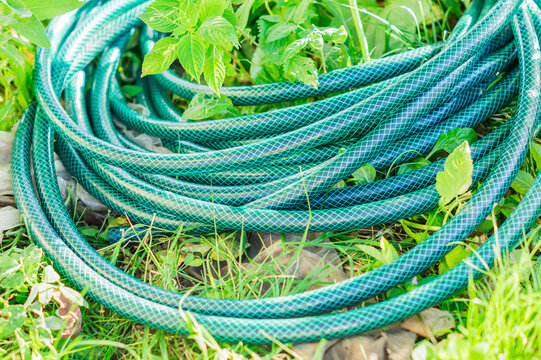 rolled green watering hose lying in grass