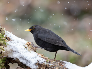 Amsel (Turdus merula)