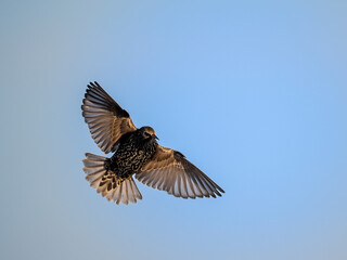 Star (Sturnus vulgaris)