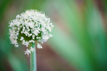 Culinary herbs and flowers. Typical inflorescence of onion plant where the aromatic oils and seeds are produced.