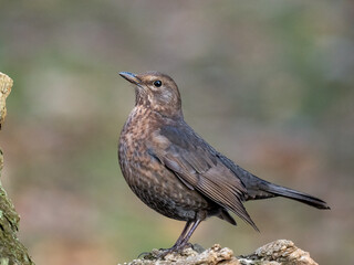 Amsel (Turdus merula)