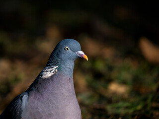 Ringeltaube (Columba palumbus)